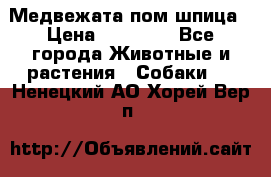 Медвежата пом шпица › Цена ­ 40 000 - Все города Животные и растения » Собаки   . Ненецкий АО,Хорей-Вер п.